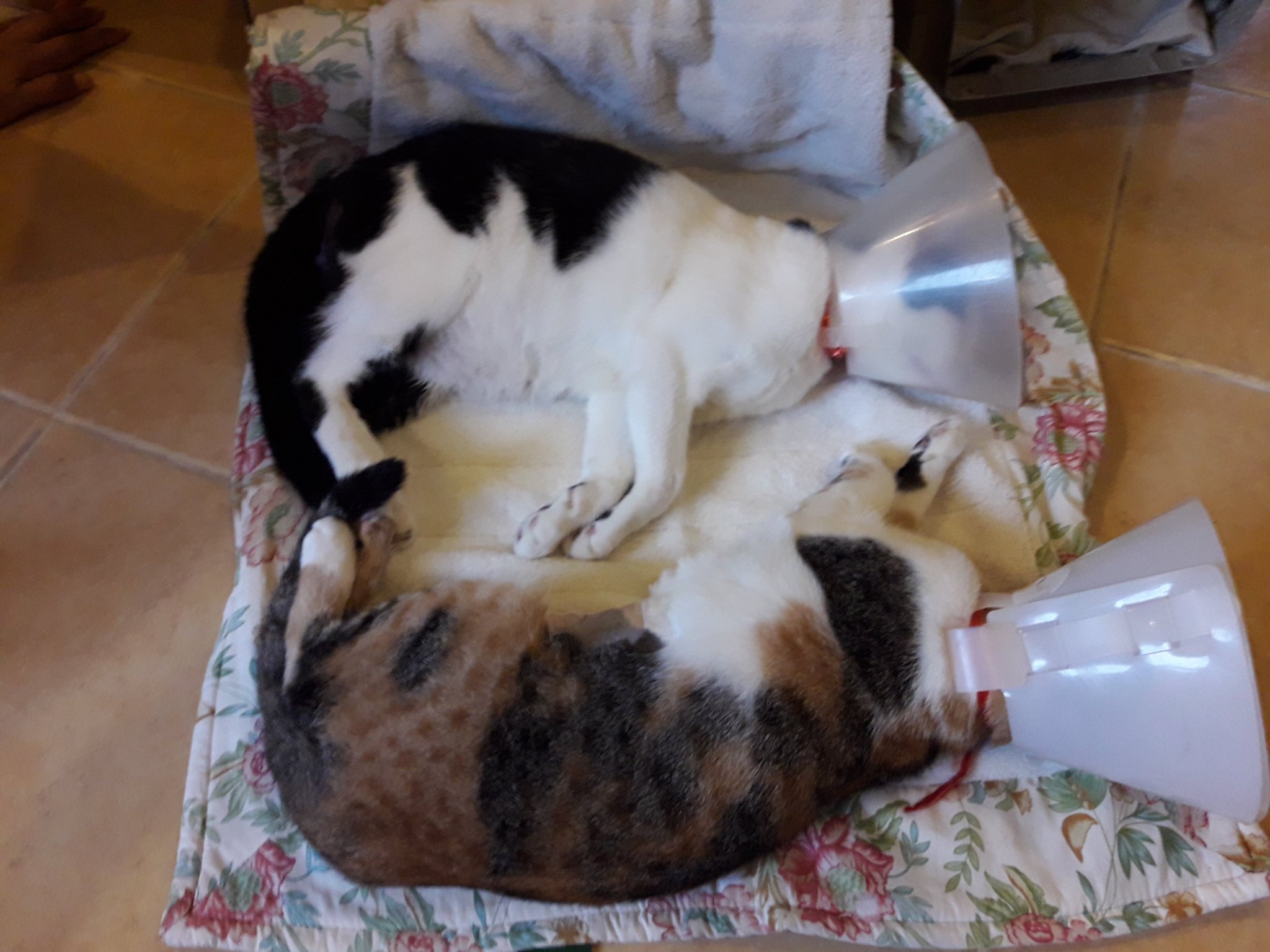 Sat Dish Cats.jpg