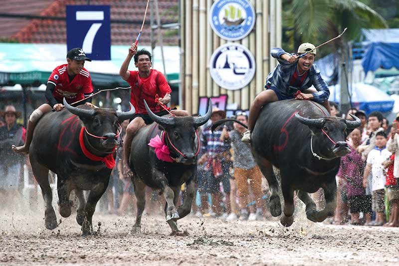 2018-10-23T111836Z_1_LYNXNPEE9M0SX_RTROPTP_4_THAILAND-BUFFALOES-RACE.JPG