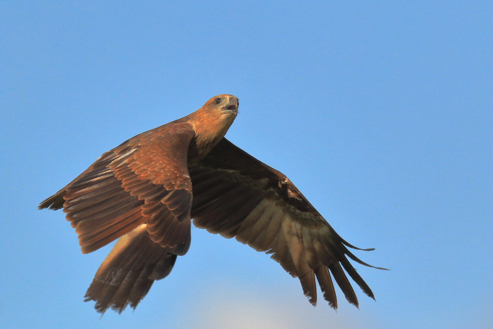 Brahminy Kite 02 iso 1250.JPG