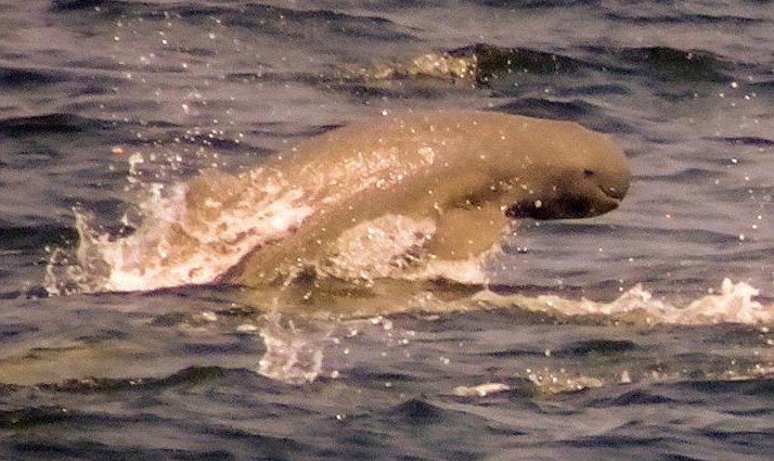 226815436_DSC05343_edited(Large)a.jpg.52e5d2e93adf8f18754a17b5670acca4.jpg