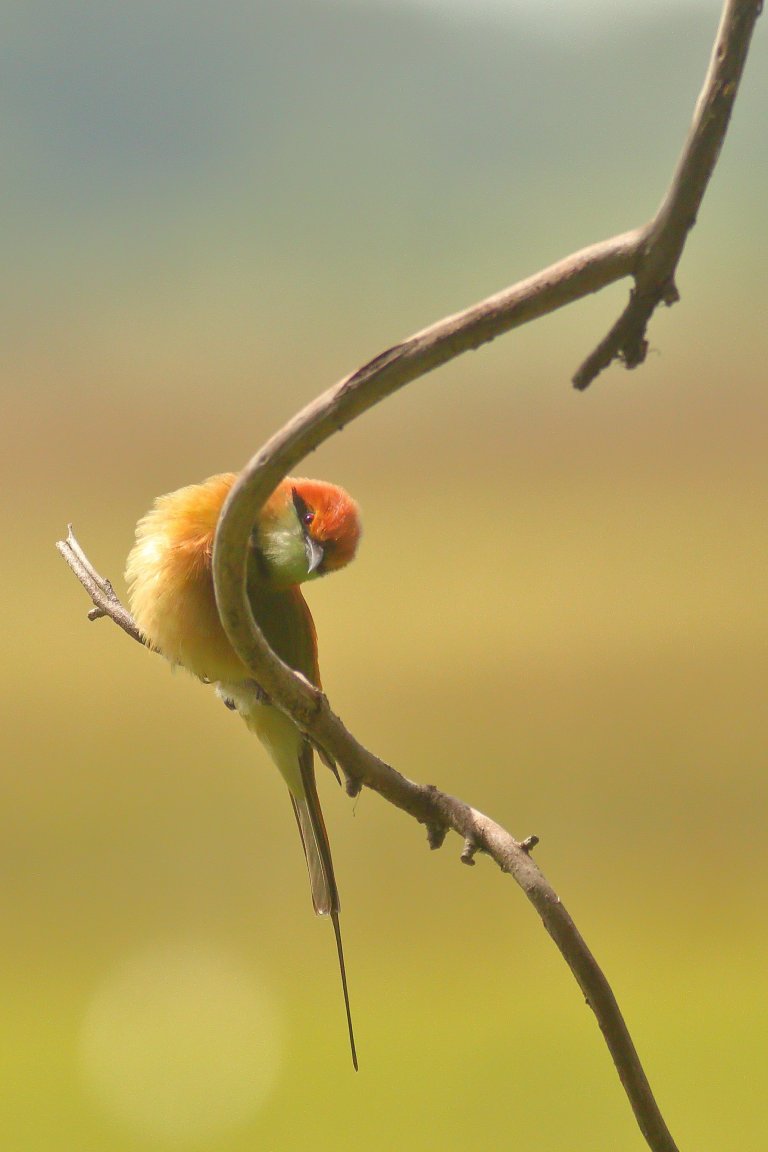 Green Bee-eater001.JPG