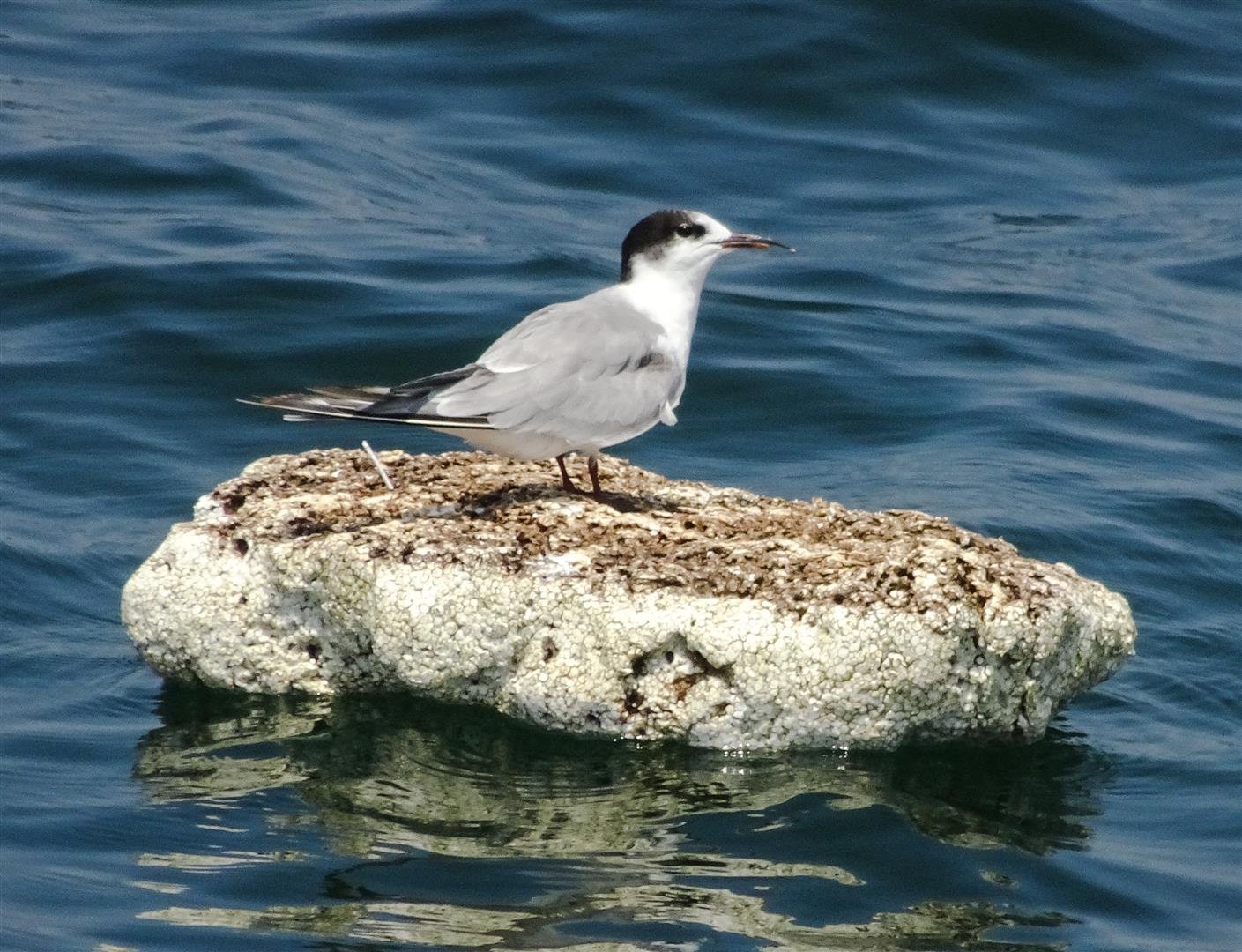 425030460_DSC05464_edited(Large).jpg.b56bdab975d1ce7ce8a4028514dacb50.jpg