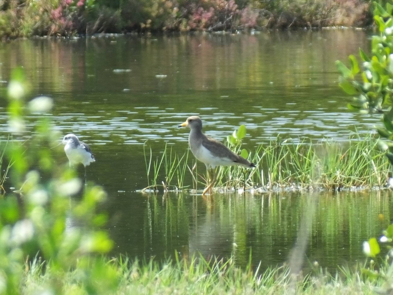 Grey-headed Lapwing 1.jpg