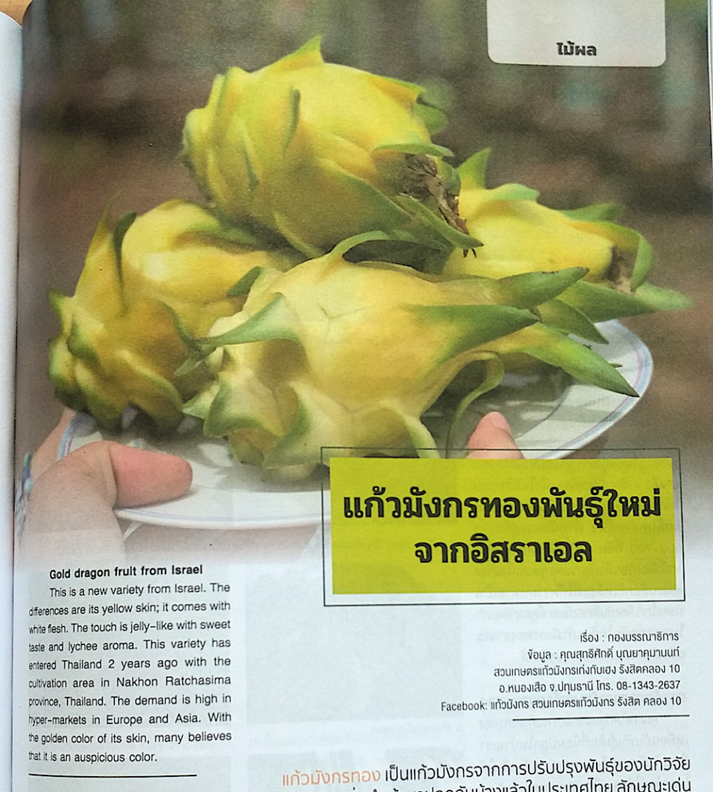yellow dragon  mag1.png