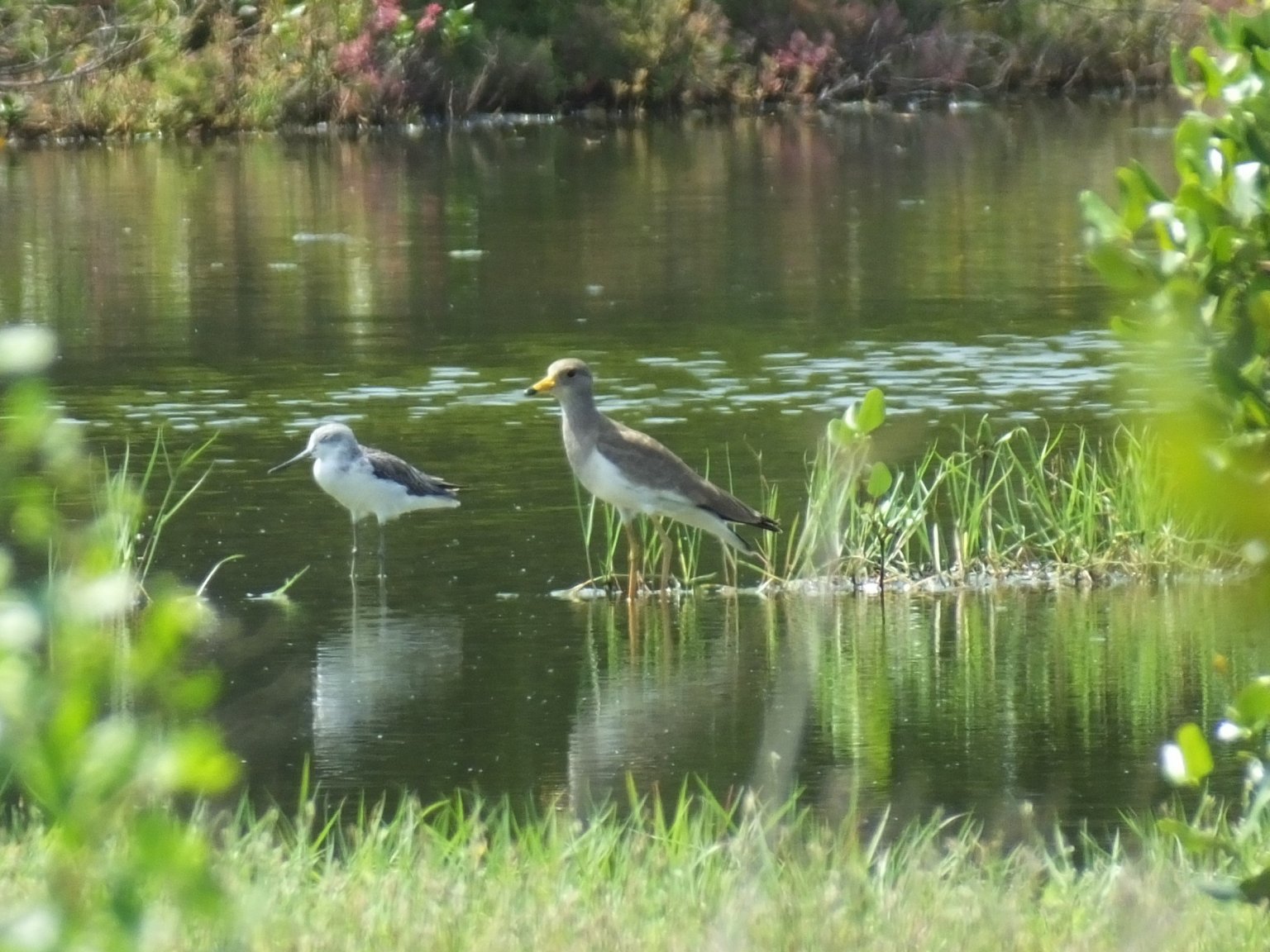 Grey-headed Lapwing 2.jpg