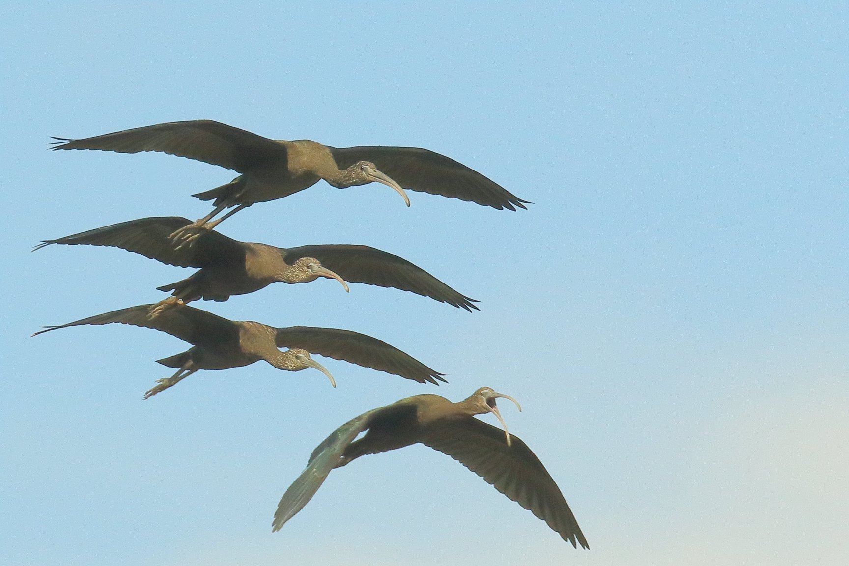 Glossy Ibis 01.JPG