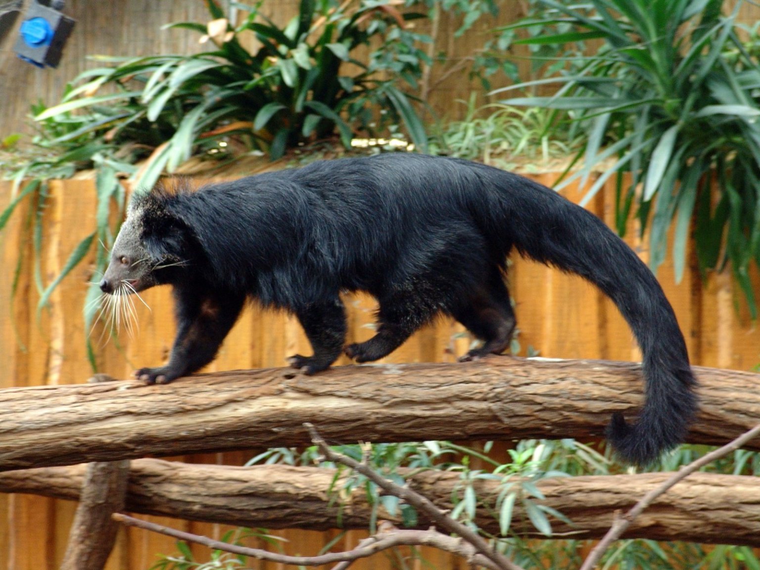 Binturong-12.jpg