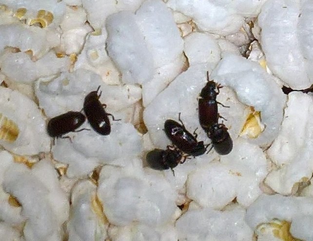 Bug2.jpg.e5ecc7cbbd3261a53b6c40df2e88d36a.jpg