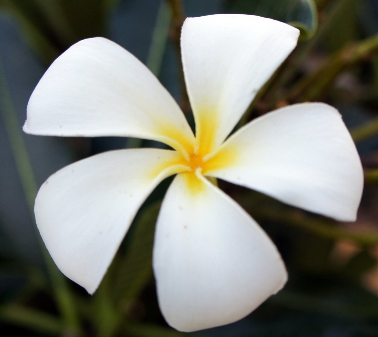 DSC03195-P.JPG