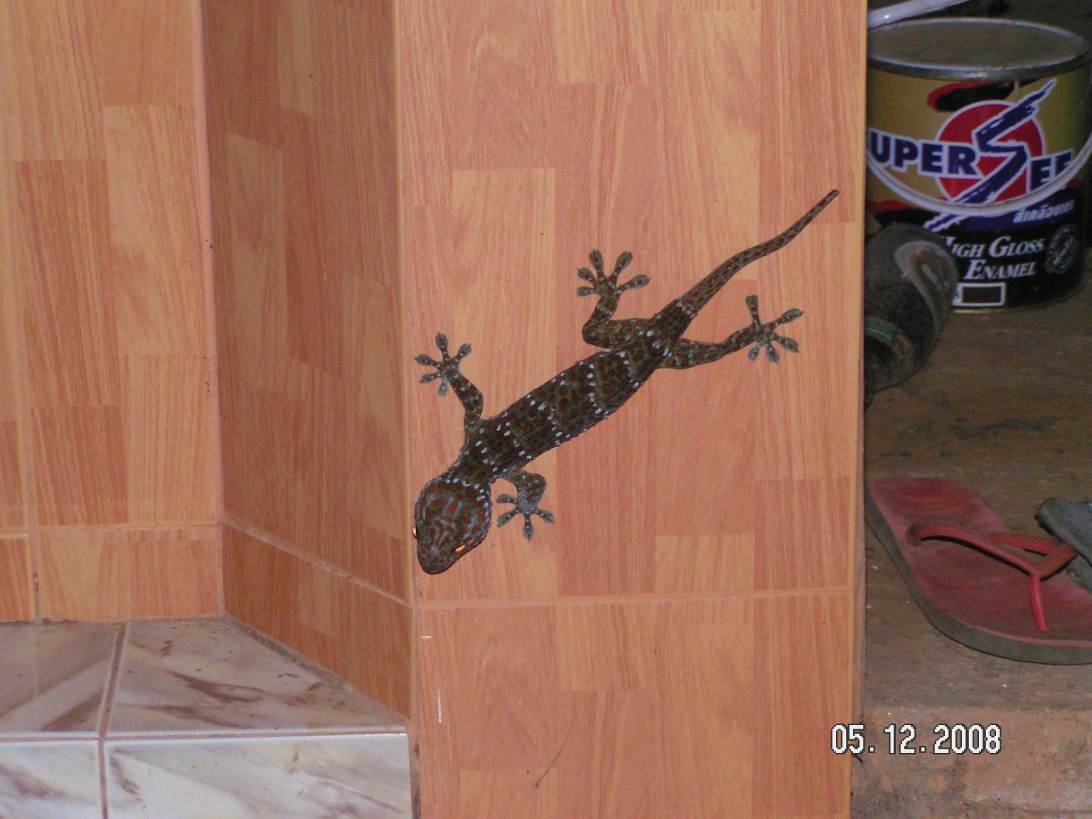 PICT0063.JPG