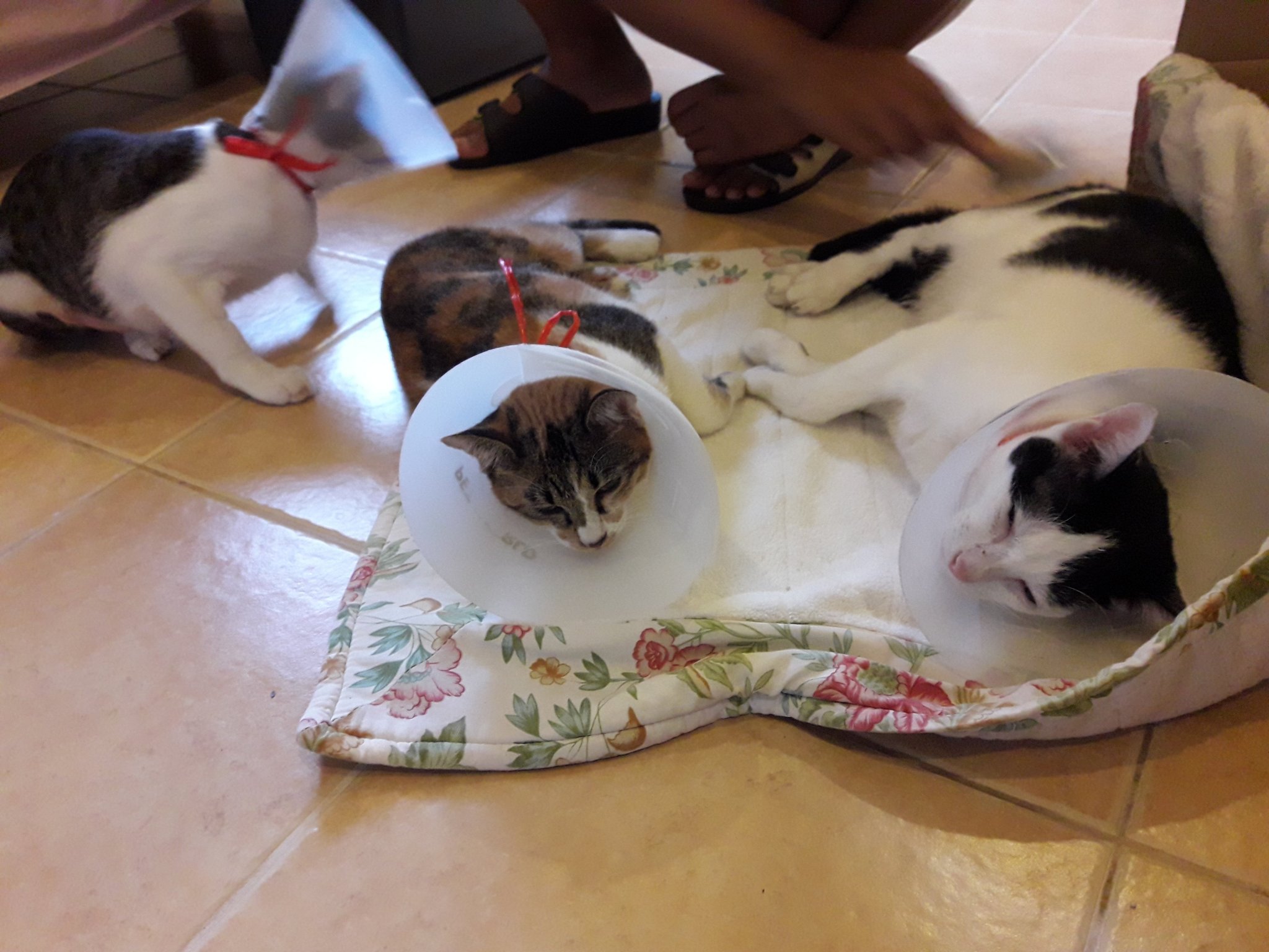 SatDishcats2.jpg