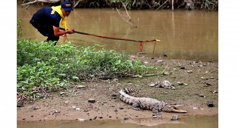 croc.jpg