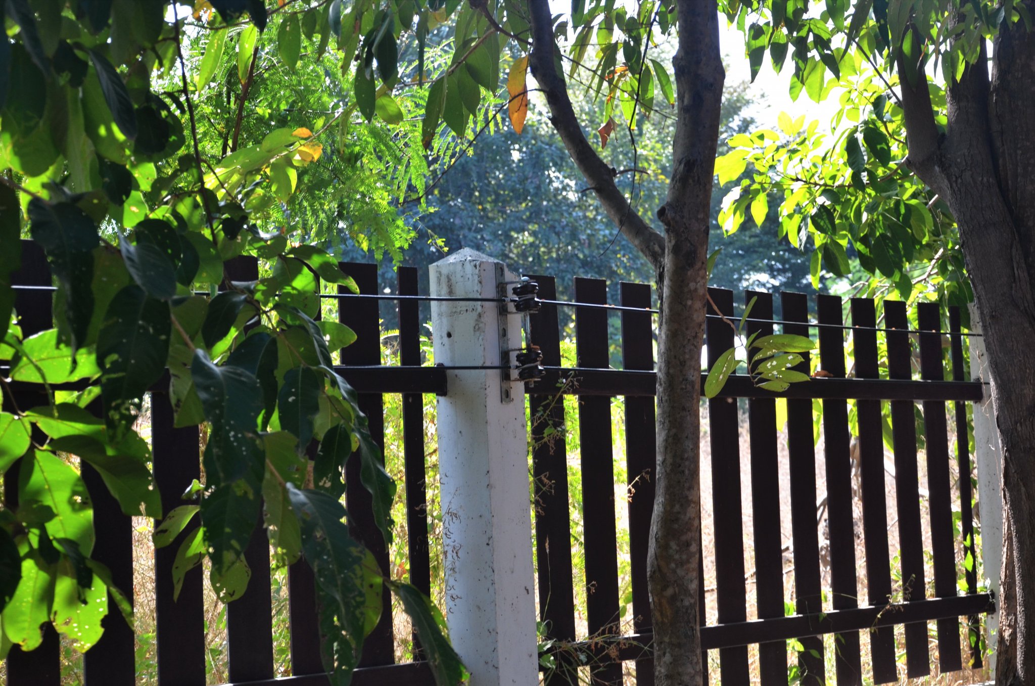 fence2.JPG