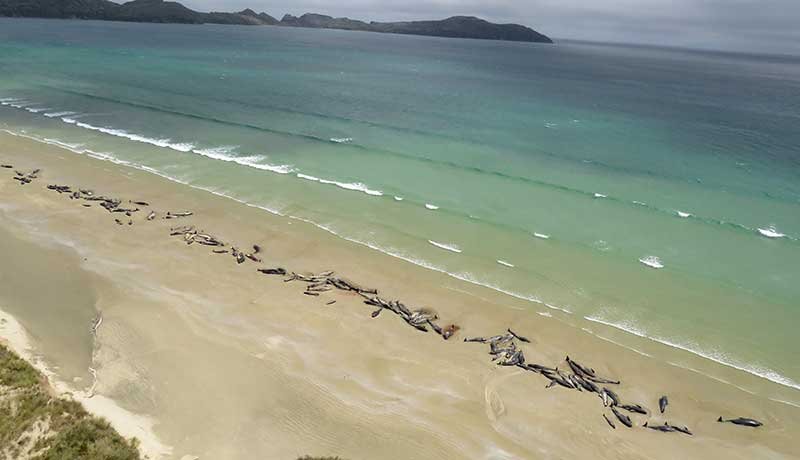 2018-11-26T023614Z_1_LYNXNPEEAP02P_RTROPTP_4_NEWZEALAND-WHALES.JPG