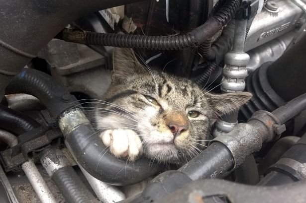 CAT-CAR1.jpg.b2ad5aa9ce60eef38e43b28f005e3f84.jpg