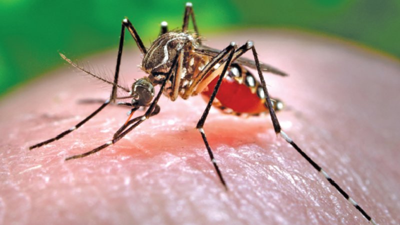 Chikungunya-fever.jpg