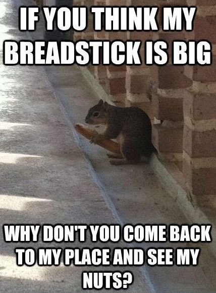 Inappropriate-Squirrel-lefunny.net_.jpg.6b83a97ee657c55b5d91479ea76d1fc1.jpg