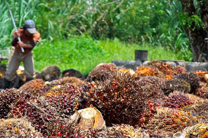 PalmOil.jpg