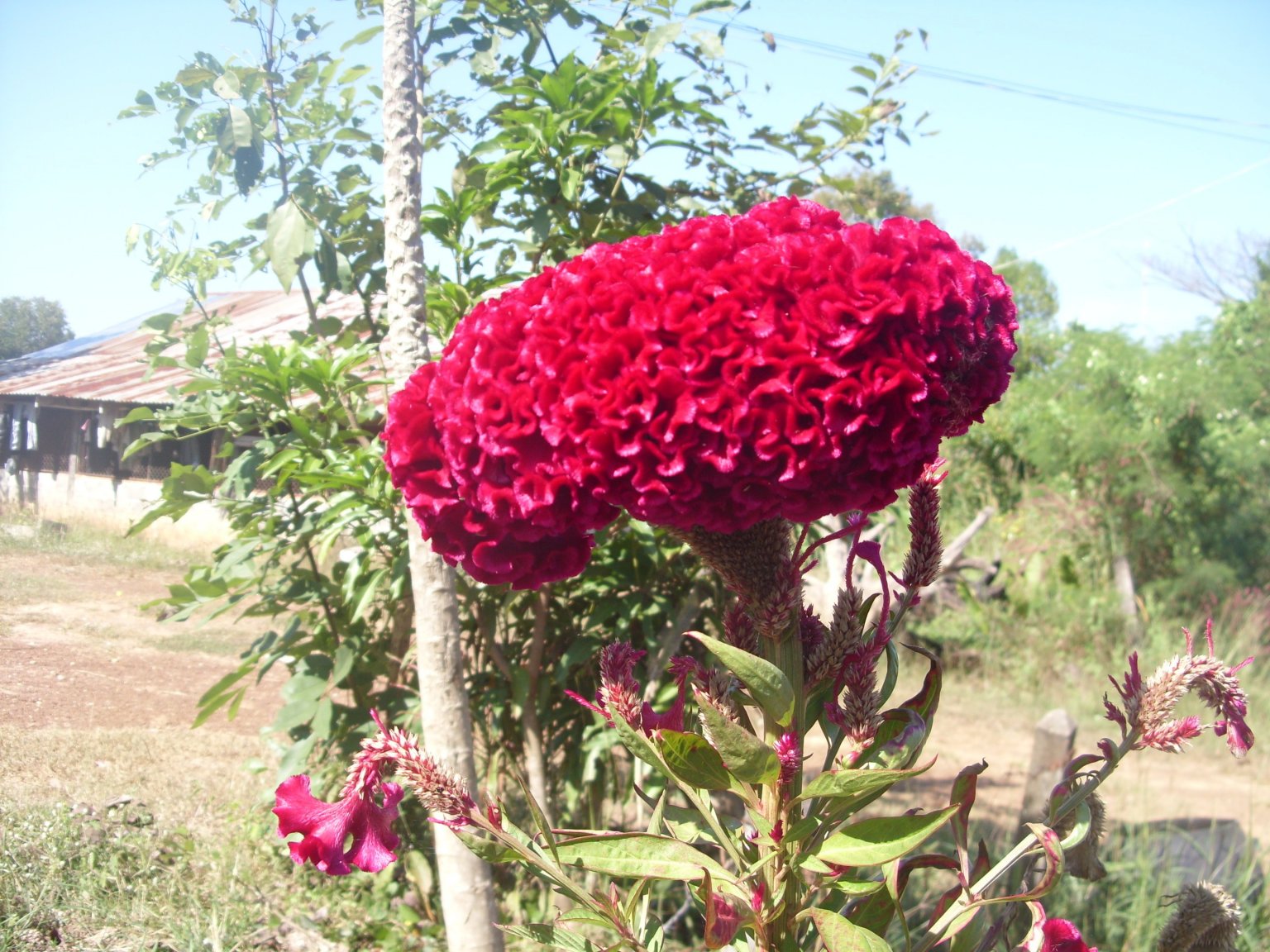 SN850510.JPG
