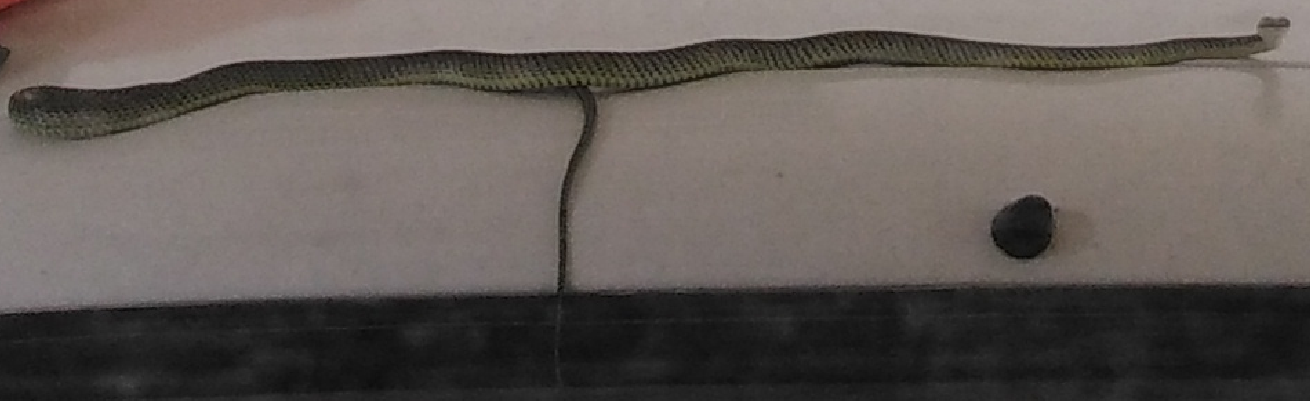 Snake_magnified.png.ea629552b24cf71794dd21bdf2c32a29.png