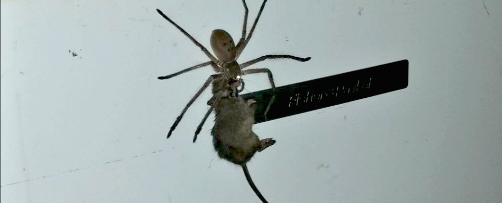 SpiderMouse_web2_1024.jpg.0234bd1f7c7f741c72358c68fb4e7892.jpg