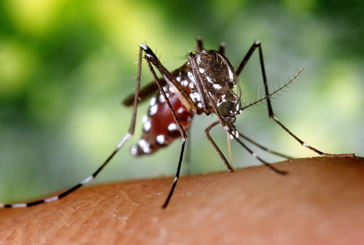ZDP-ZIKA-Mosquito-AedesAlbopictus-Large.jpg