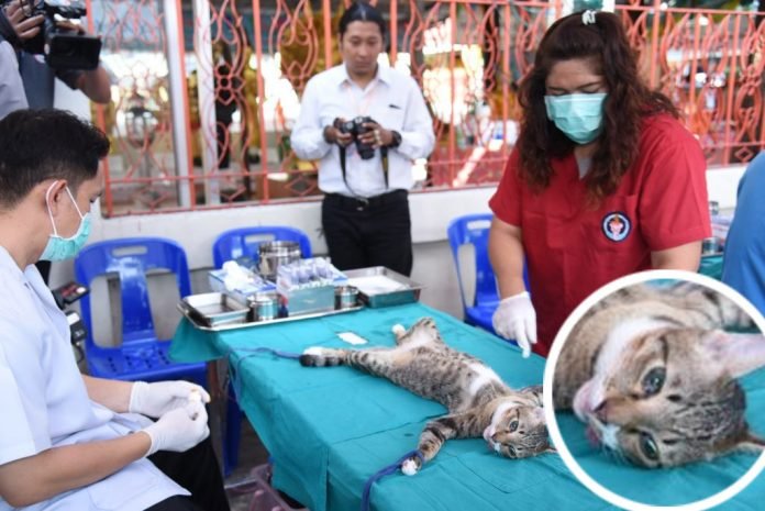 datcattho-696x465.jpg