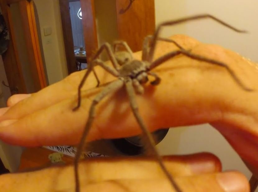 huntsman-spider.jpg.b1daf93bc1432886c1425601737bc3c5.jpg
