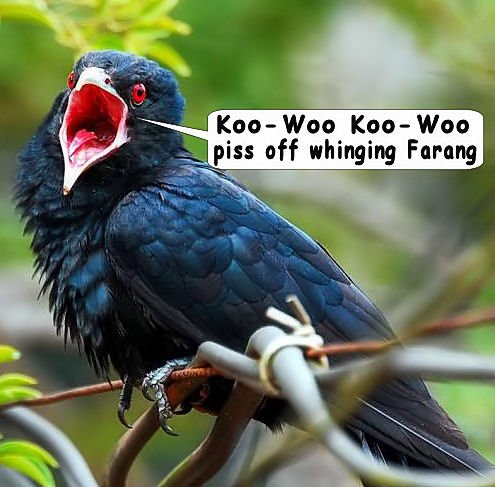 koowoo.jpg.923d905fac5d06ee43785a32a7322976.jpg