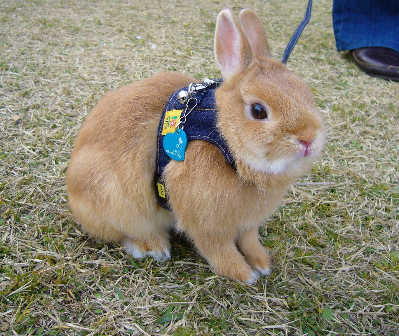 p1180826-bunny-on-a-leash-profile.thumb.jpg.91676ea4d9959e39496328c5f99d98ea.jpg