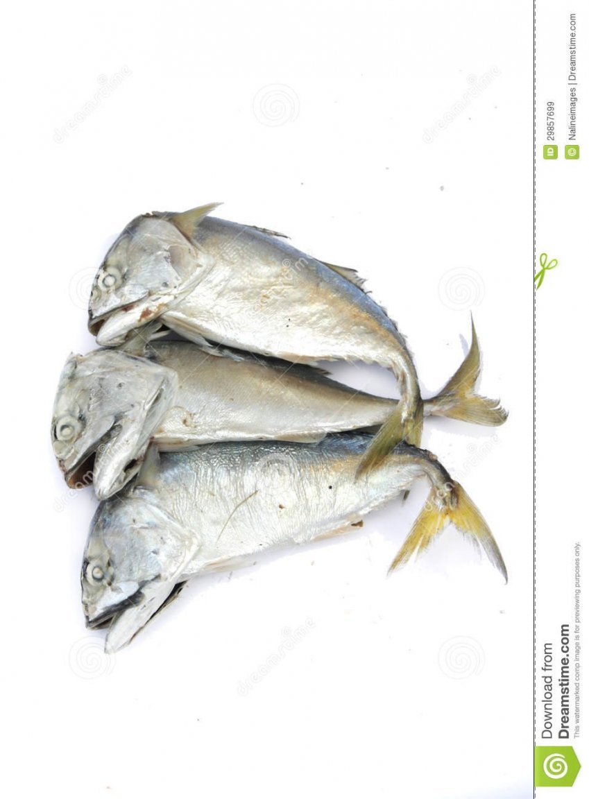 pla-tuu-thai-mackerel-fish-white-background-29857699.jpg