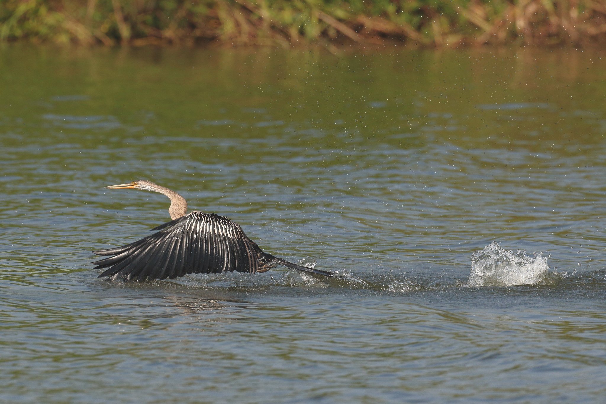 Darter 14a.JPG