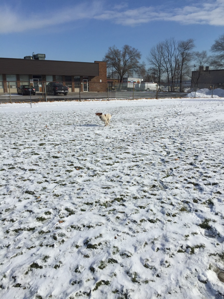Charlie running in snow.png