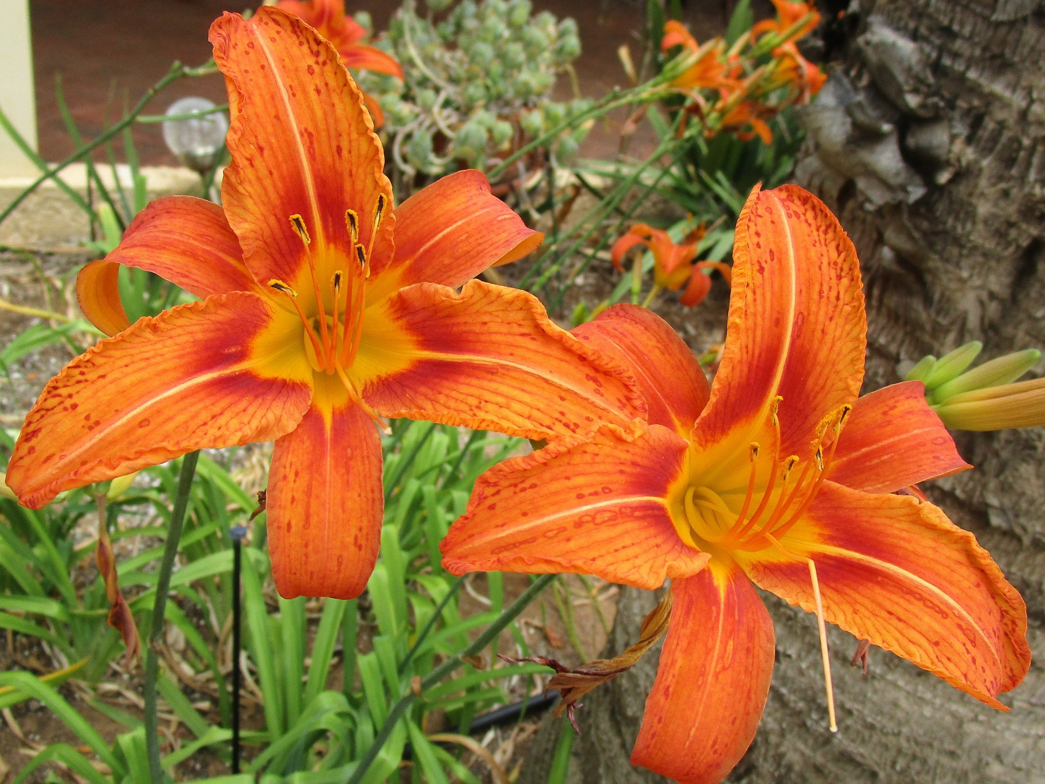 IMG_0967 Flowers.JPG