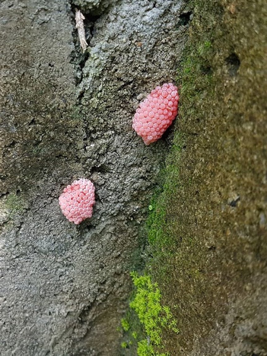 Pink 1.jpg