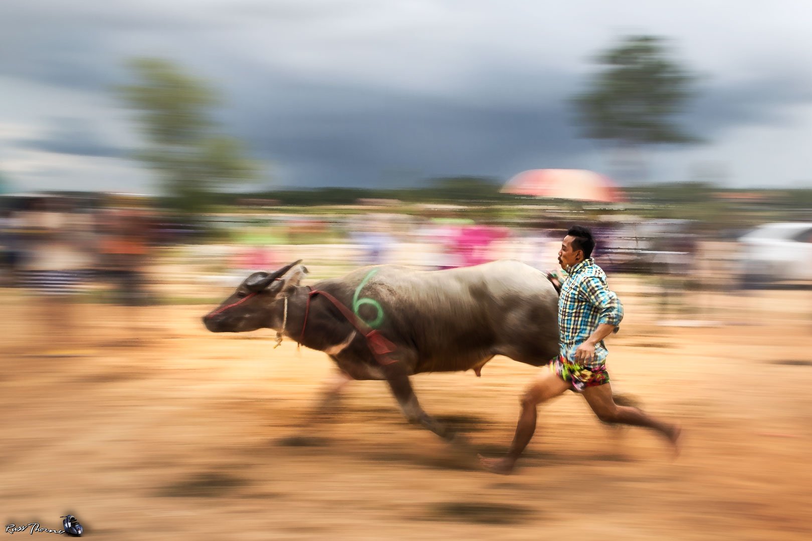 2016-07-17-buffalow-races-maprachan-IMG_5013.jpg.1f5869e9bd1717d57cdeb1e8fbf763db.jpg