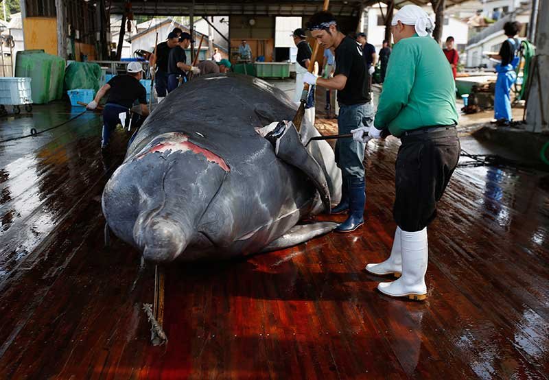 2018-12-20T054201Z_1_LYNXNPEEBJ09K_RTROPTP_4_JAPAN-WHALING.JPG
