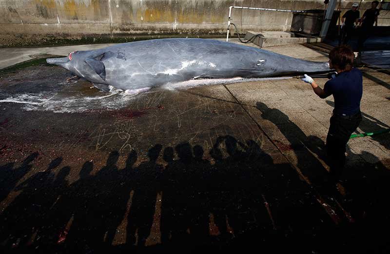 2018-12-26T021317Z_1_LYNXNPEEBP02N_RTROPTP_4_JAPAN-WHALING.JPG