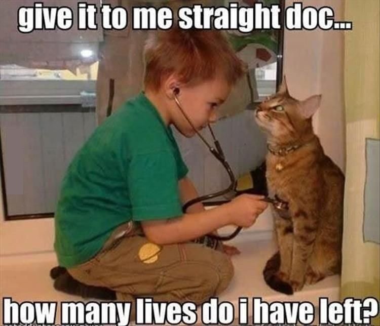 397363988_catandkiddoc.jpg.380b773821f784603135b94f3516a410.jpg