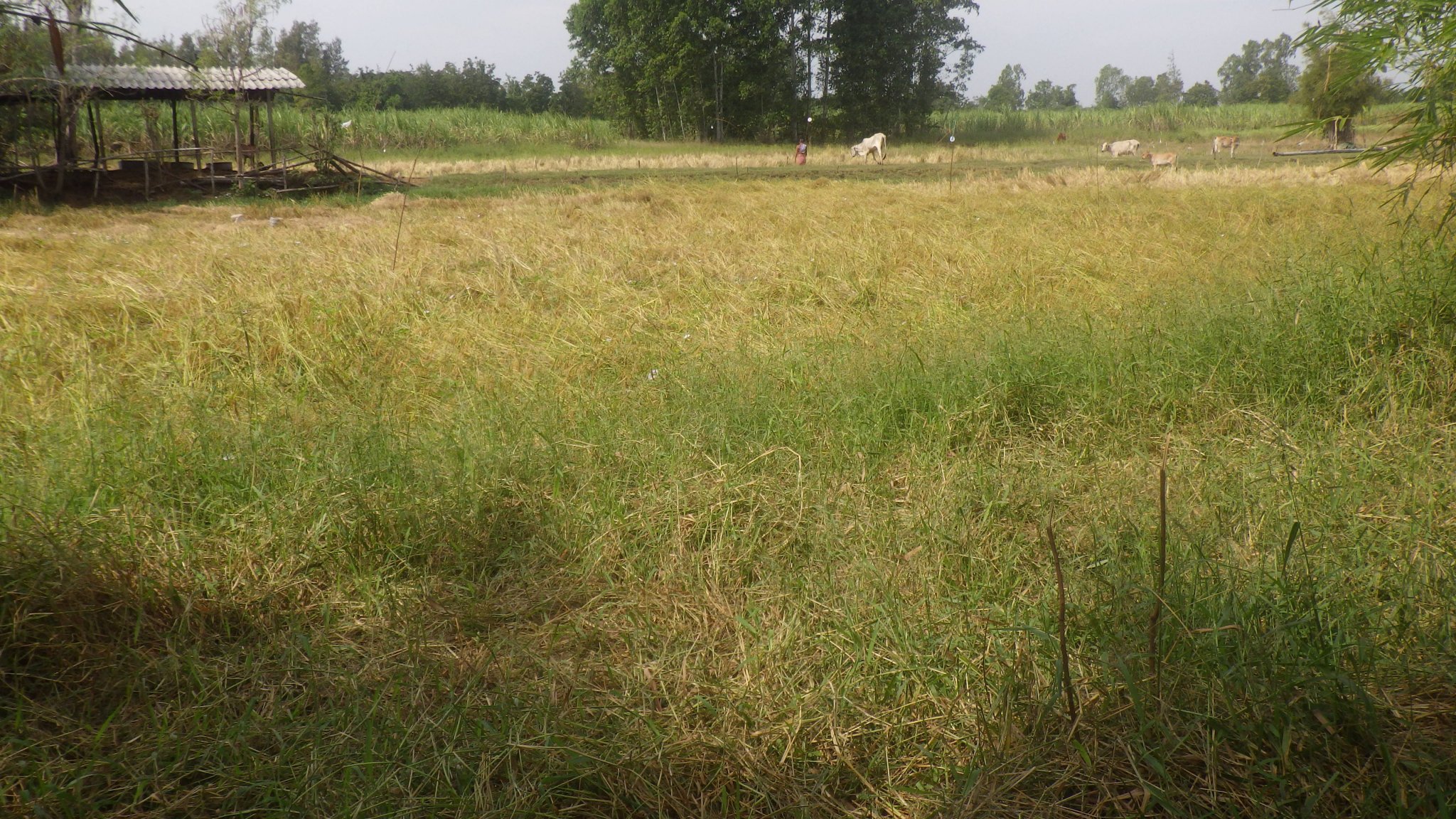 RIMG0905.JPG