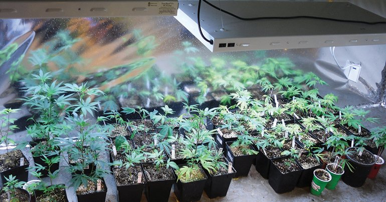 Weed_Medicial-marijuana-dispensary.-Free-to-use-with-attribution.-Neon-Tommy_Flickr.jpg