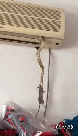 b3e483302820b7357418c5dc1450c65d.gif.0f32dbafe9183c4f599650ddb8a598d7.gif