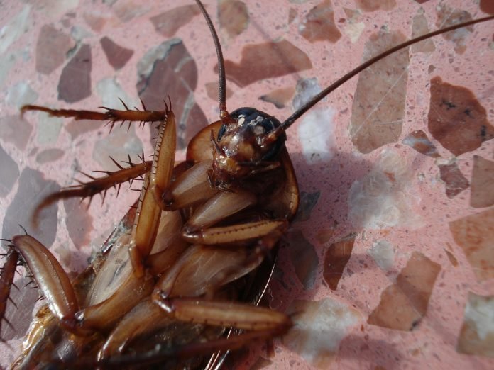 cockroach-15093_1280-696x522.jpg