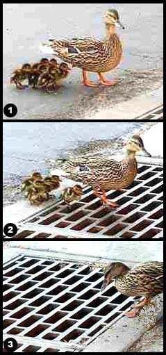 duck_draining.jpg.503dad5e7cae979059608e05289d7224.jpg