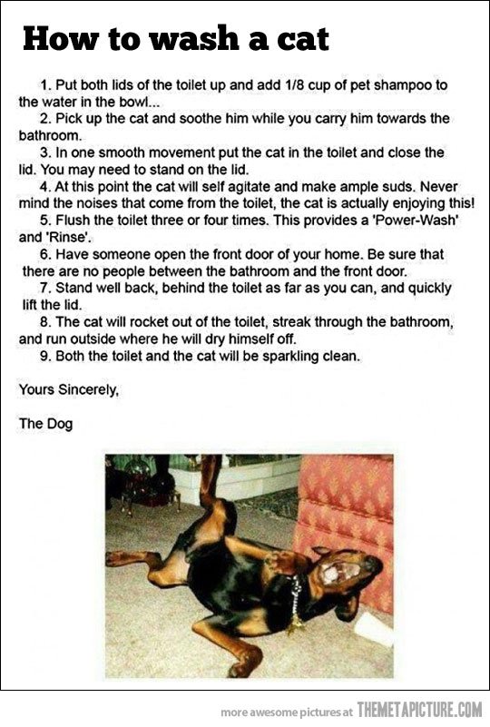 funny-how-to-wash-a-cat.jpg.1667c53abeeda6d8079949e53f339acb.jpg