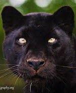 leo2.jpg.2322a1bc29ba021eb95666567e07d88a.jpg