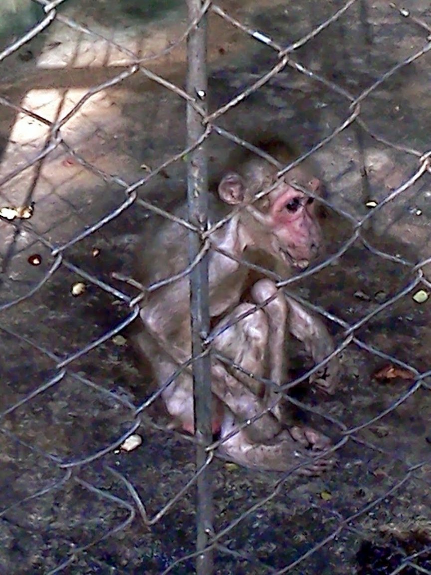 monkey.jpg
