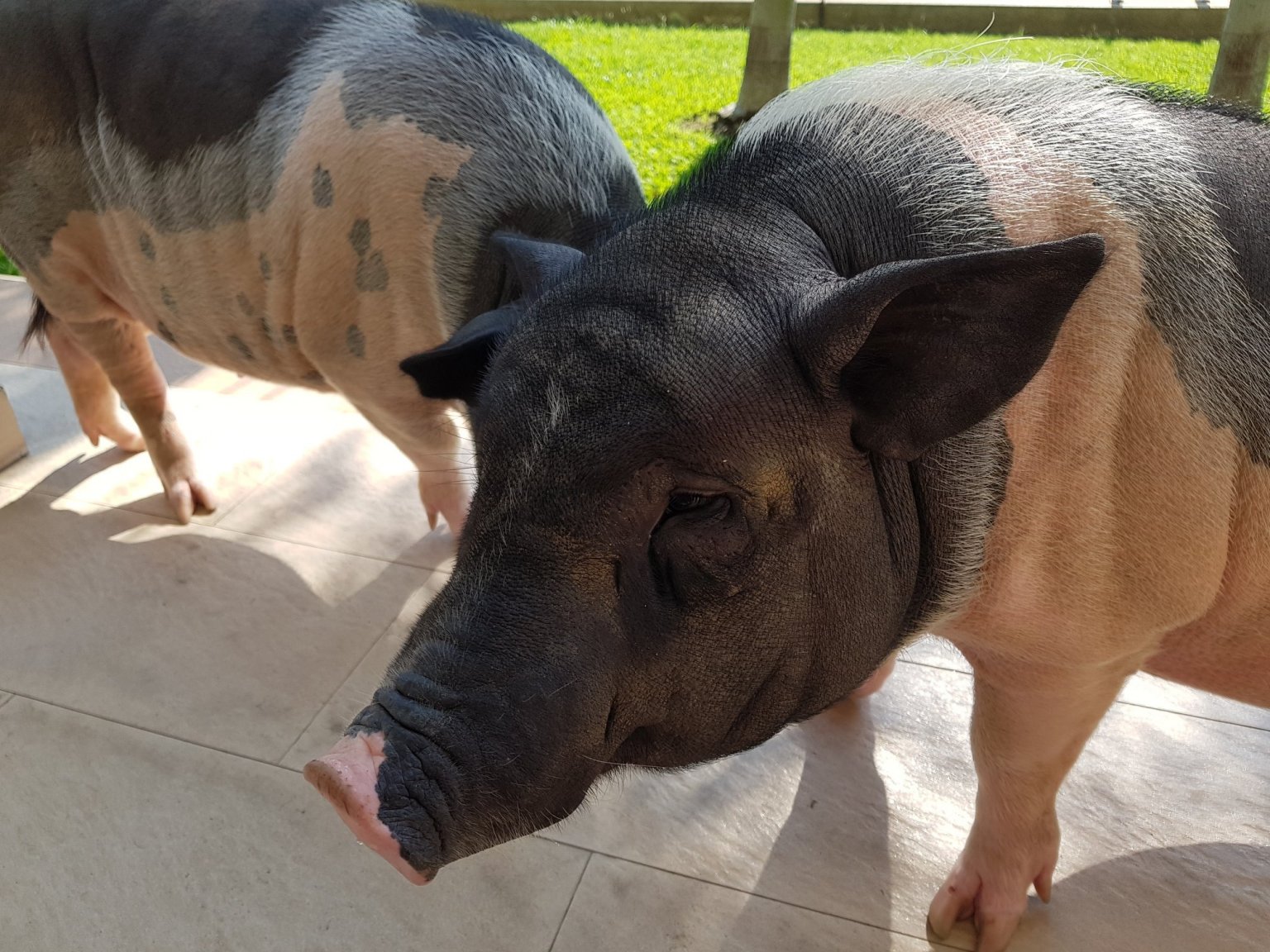 pig2.jpg