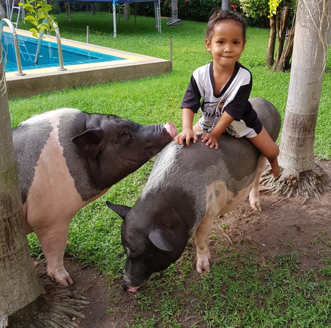 pig3.jpg