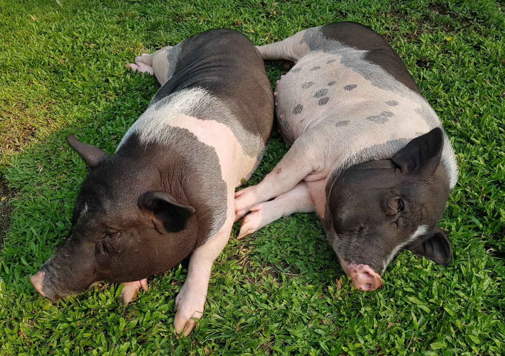pig4.jpg